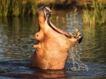 Hippo II