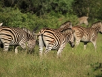 Zebra crossing