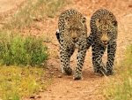 Twin Leopards