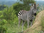 Zebra Kiddy
