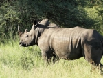 Rhino