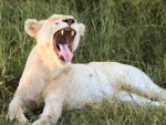 White Lion