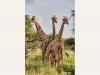tswalu53-7x4